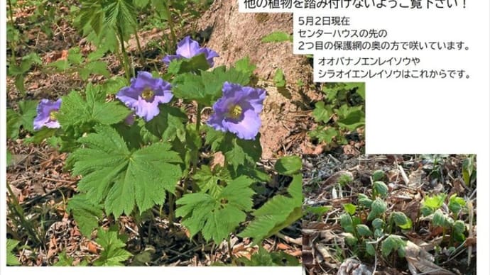シラネアオイが咲き始めました-萩の里自然公園