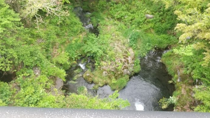 本日は世界遺産である白糸ノ滝・音止の滝へ。お鬢水へも。音止の滝の上にある厳磐叢神社でおみくじは大吉。