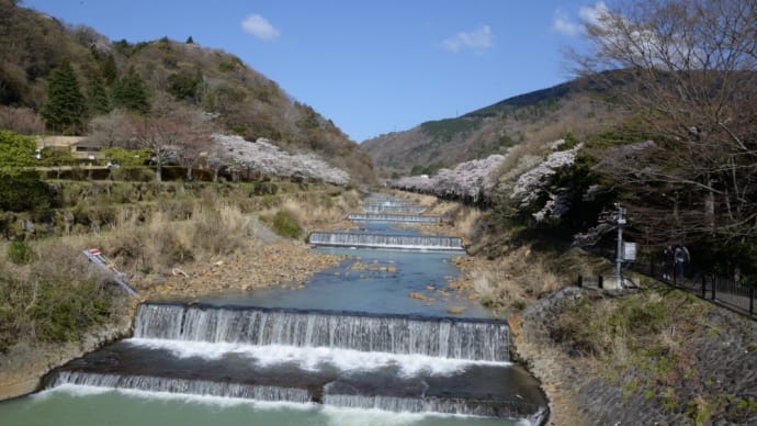 足柄下郡 桜前線第伍陣~箱根町宮城野、強羅で枝垂れ桜を撮る!