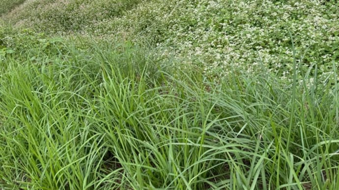野の草花は、はびこりせめぎあい