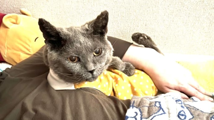 言葉がわかる猫の気持ちを察する、ニャ。