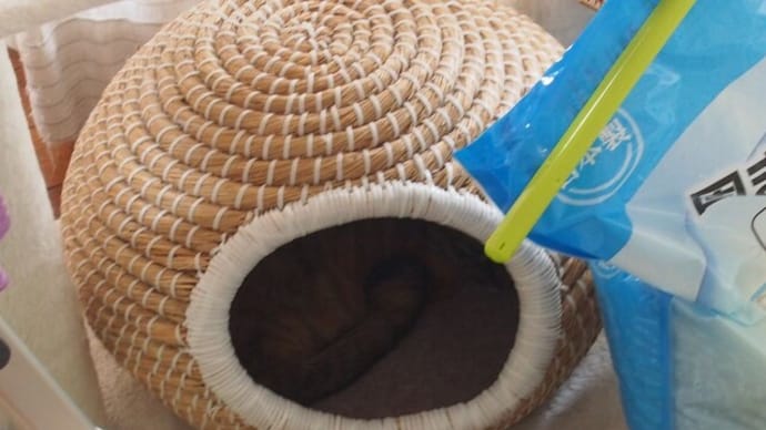 やっと使ってくれた