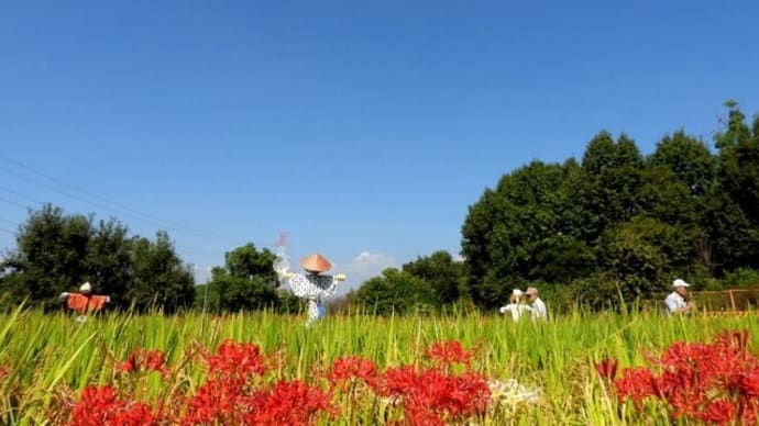 遅れていた公園の彼岸花が綺麗に咲いています