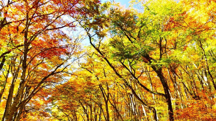 大山の紅葉 ベストシーズン 過去写真