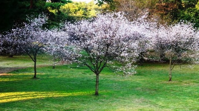 メモ帳1298ページ　可憐な桜　「十月桜」