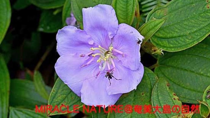 ノボタンに訪花する昆虫:ササキリとマダラコオロギ