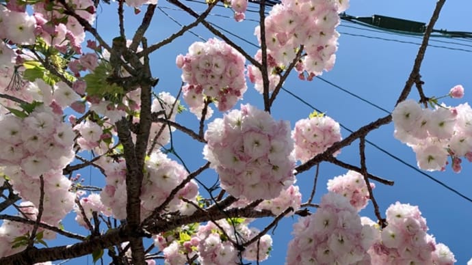 仕事帰りに気になったお花♪なんだろう(・・?)