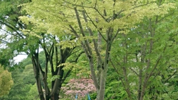 木々の芽吹き　♬銀の雨（松山千春）