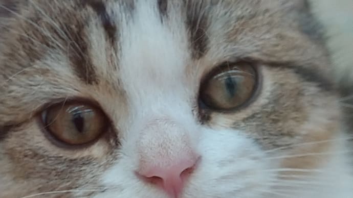 猫さん大集合