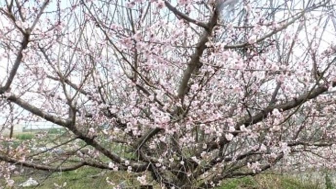 梅の古木を見つけました