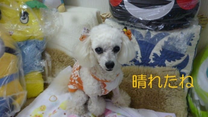 今日は振替休日…(*´∇`*) 今週は寒気に木枯らし? そして台風22号…