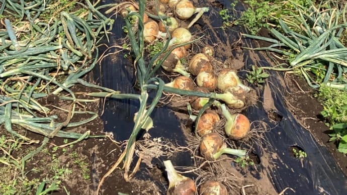 夏野菜続々と…