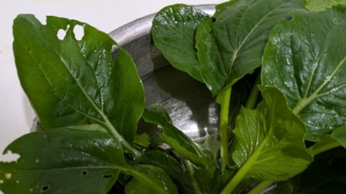 野菜を作ろう2024秋冬〜その4〜秋冬野菜の初収穫♪