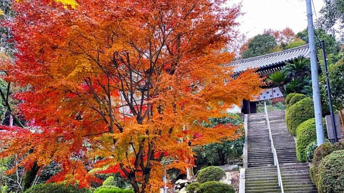 紅葉三昧…これまでの紅葉スポットめぐり…