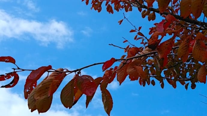 桜の紅葉。
