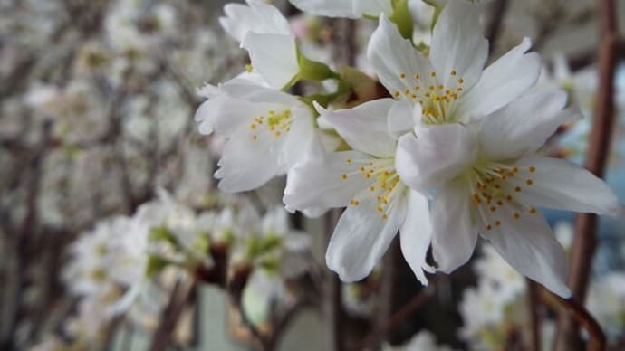 高畠ワイナリーに満開の啓翁桜