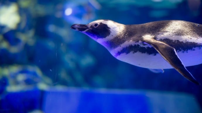 すみだ水族館でペンギンと目が合う