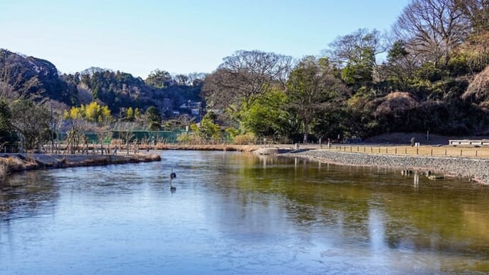 大寒の候【永福寺跡】氷結した苑池とセキレイと