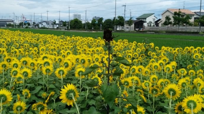 ひまわり🌻