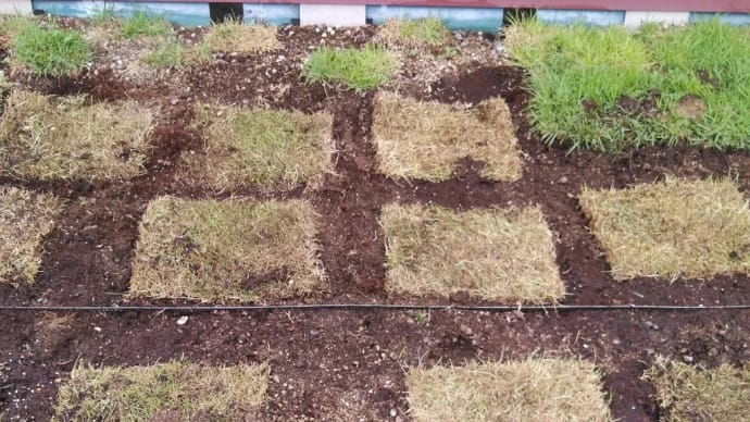 【草屋根】 「Ｅ－ソイル」を使い、土を改善し、「野芝」を載せました。