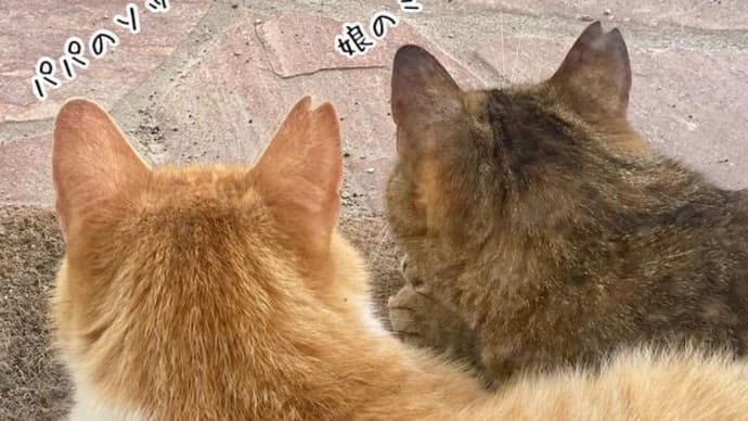 いつも一緒の猫達