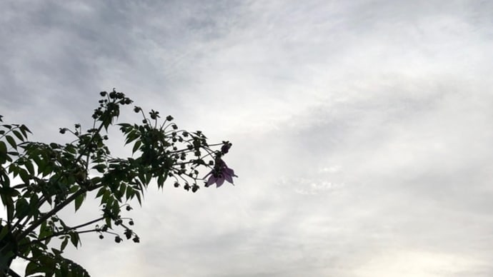 火の見櫓と皇帝ダリア