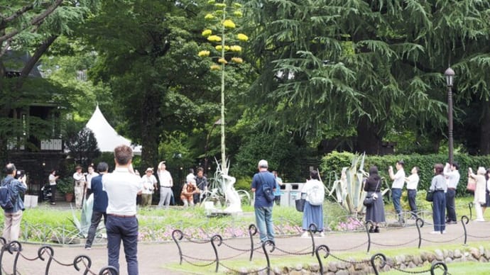 花散歩・青のリュウゼツラン:日比谷公園