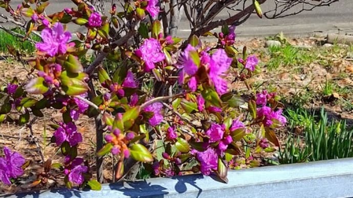桜は、まだか・・・。