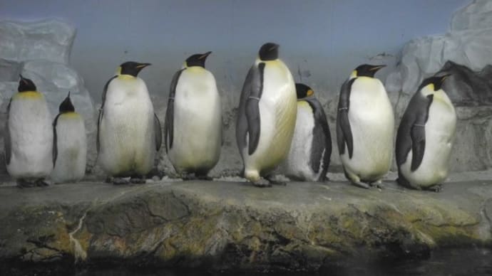 皇帝ペンギンと王様ペンギン