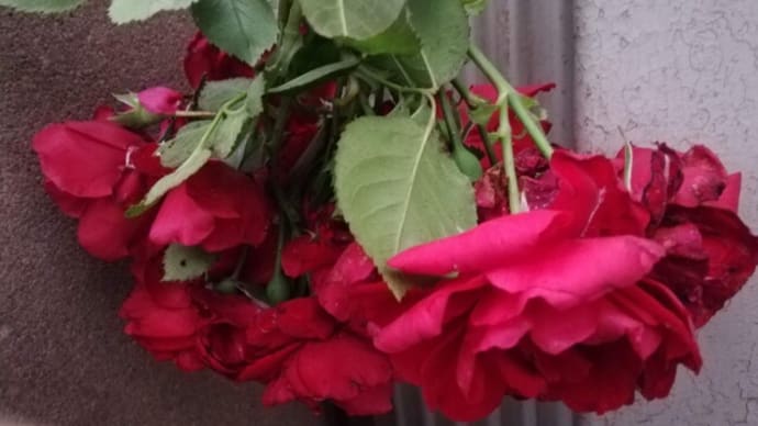 深紅のバラはやっぱり美しいのだ