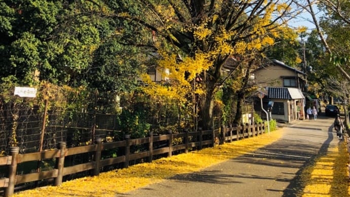 🚶♀️…観流橋🍁…天ヶ瀬ダム前…🍁塔の島… 201118
