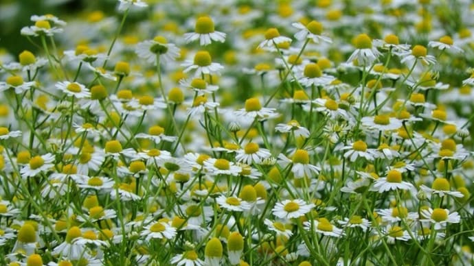 「モナの丘」では「カモミール」が白い花姿を披露中！！