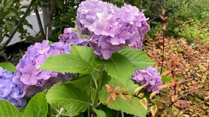 ハートの紫陽花探し、おしまい。