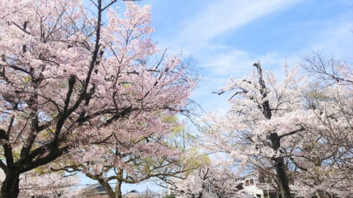 安倍文殊院の桜♪