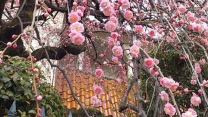 枝垂れ梅もそろそろかな
