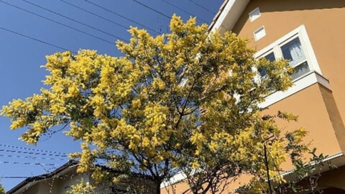 アカシアの花が花ざかり