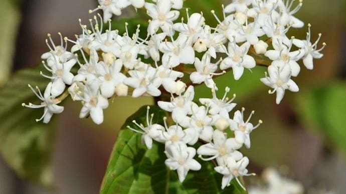 「風鈴ガマズミ」の花と実(1) 春の白花