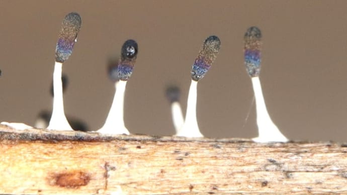 ジクホコリ(Diachea leucopodia)と変形菌