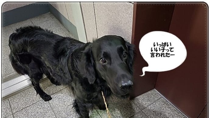 散歩当番