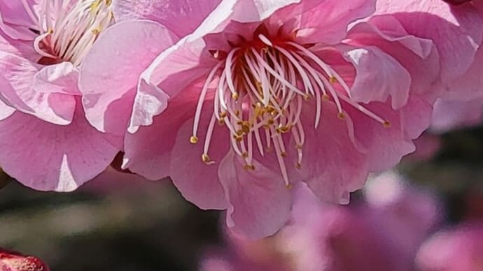 せんだい農業園芸センターの梅の花