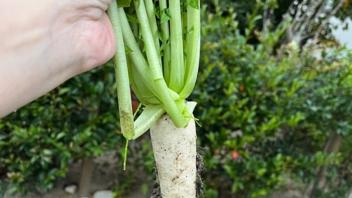 大根の抜き菜