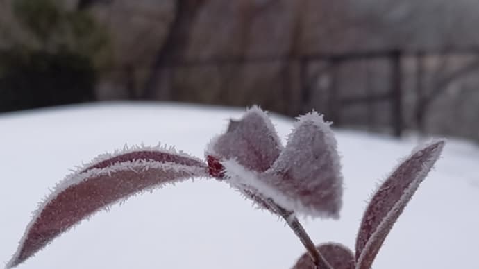 霜が降りて幻想的に