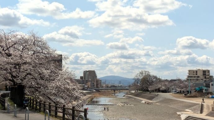 芥川桜堤