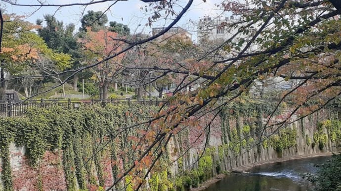 石神井川の紅葉