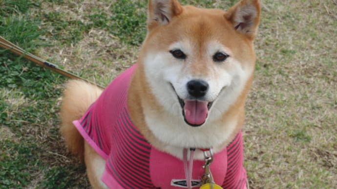 クリンを写真で偲んで・・・225日目