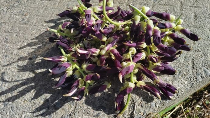 ムクナ豆、熟成に向かう