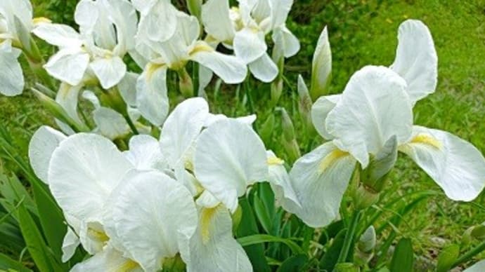 春の花・華コレクション2024 白く輝くアイリス