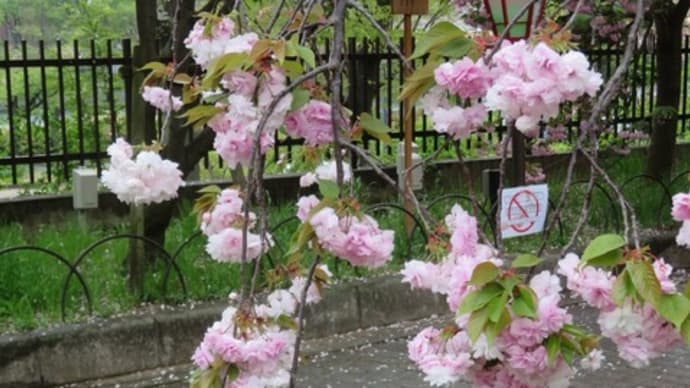 桜の通り抜け2023