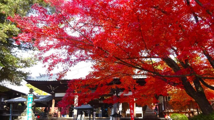 愛知県犬山寂光院の紅葉