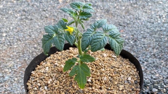 ドワーフトマトの植え付け